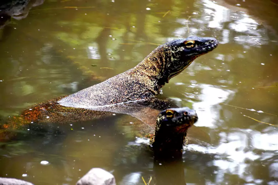 泗水动物园 泗水动物园科莫多巨蜥