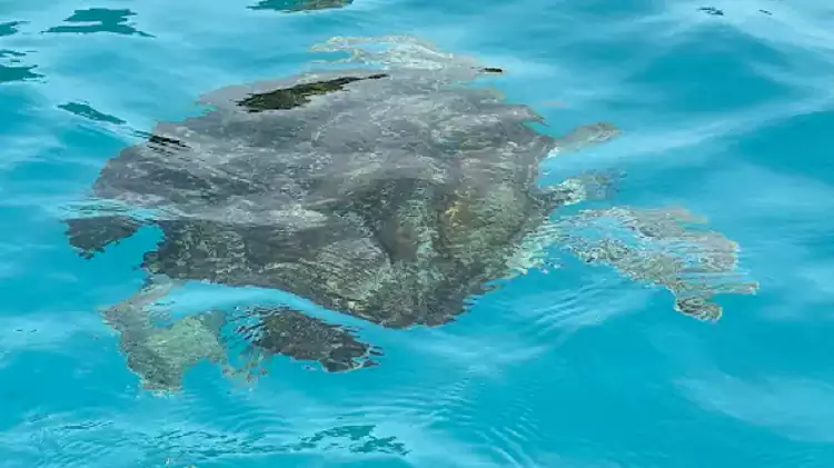 趴在船边就能看见海龟时不时从水中探出头