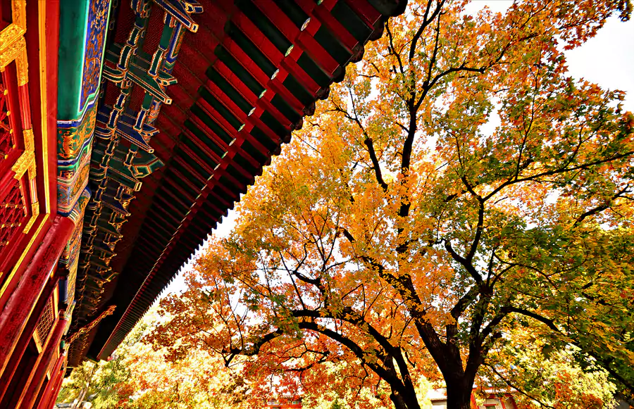 红枫环绕着青瓦平房,历史感与秋意交融,随手拍都是国风大片 红枫环绕着青瓦平房,历史感与秋意交融,随手拍都是国风大片