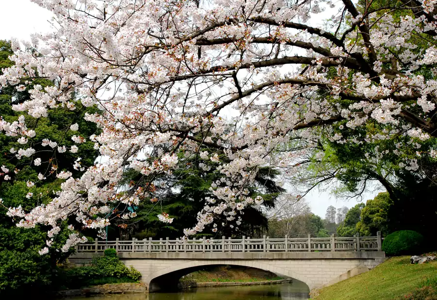四月腊梅落尽时,海棠便缀满枝头 四月腊梅落尽时,海棠便缀满枝头