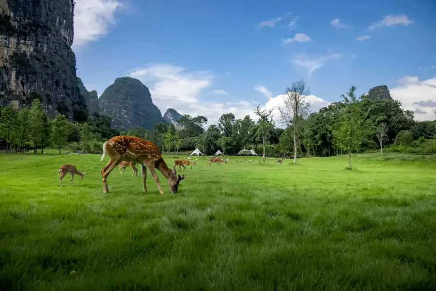 和梅花鹿打个招呼,看山峰倒映在泳池里 和梅花鹿打个招呼,看山峰倒映在泳池里