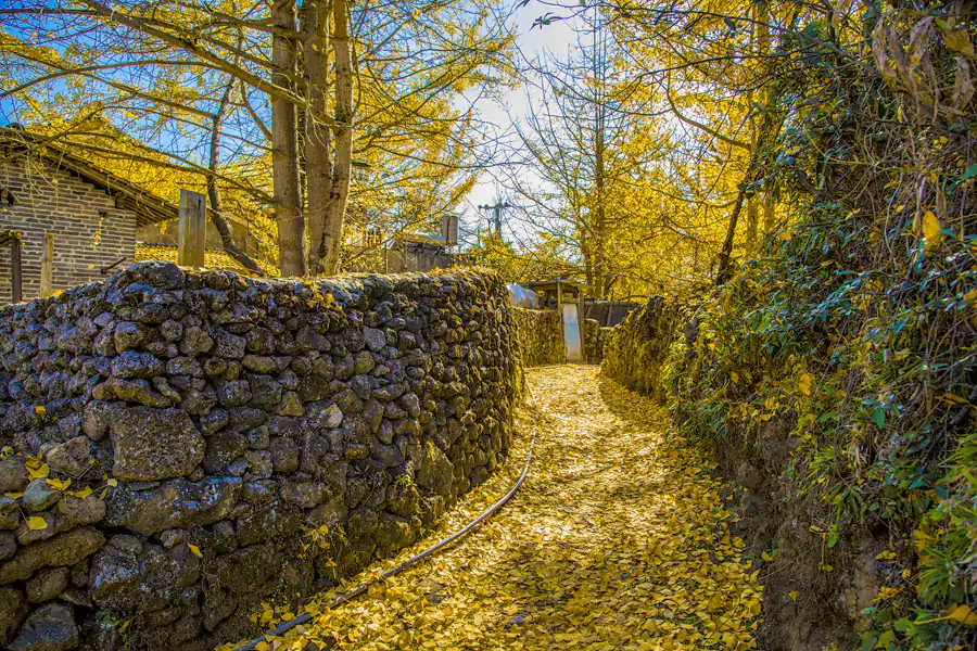 夕阳把银杏染成暖橘色