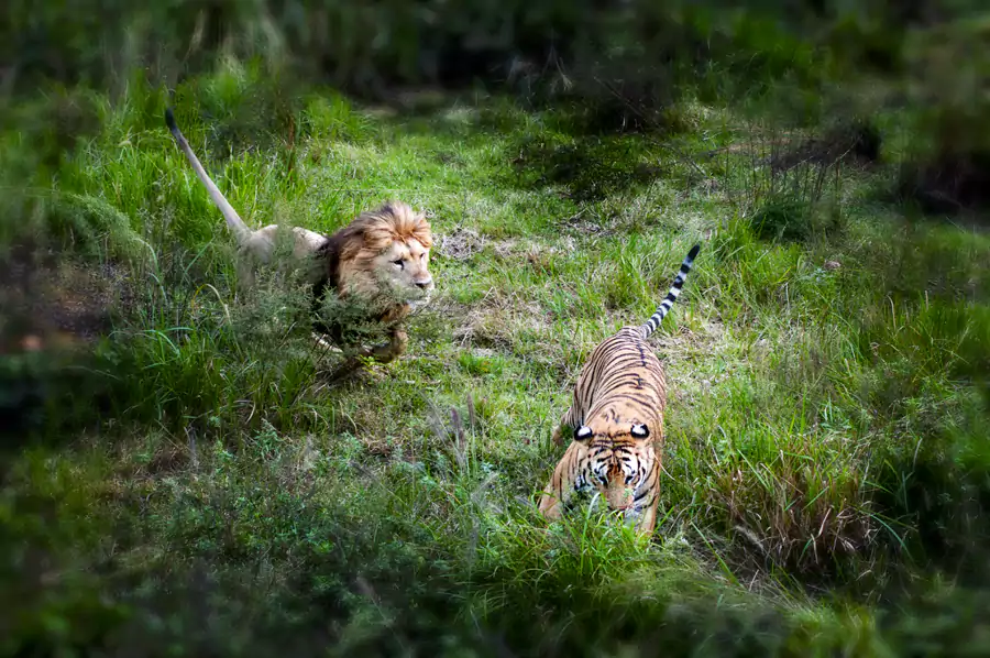 动物世界绝对是「重头戏」 动物世界绝对是「重头戏」