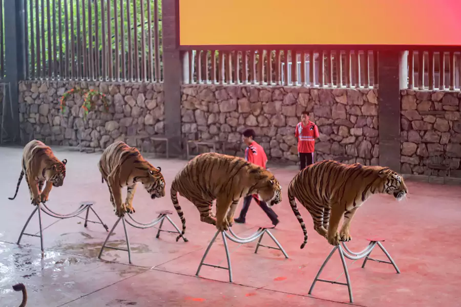 能看到狮虎献艺 能看到狮虎献艺