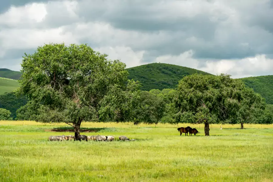 白天的草原是天然的游乐场