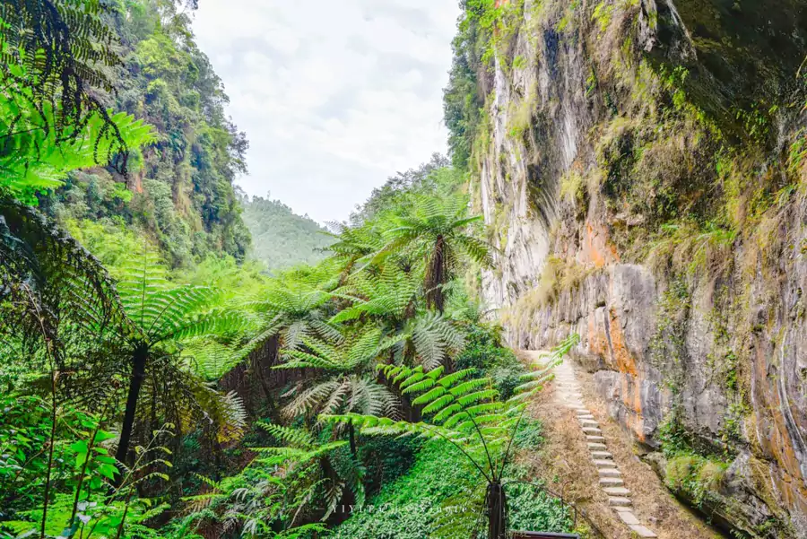 桫椤峡谷 桫椤峡谷