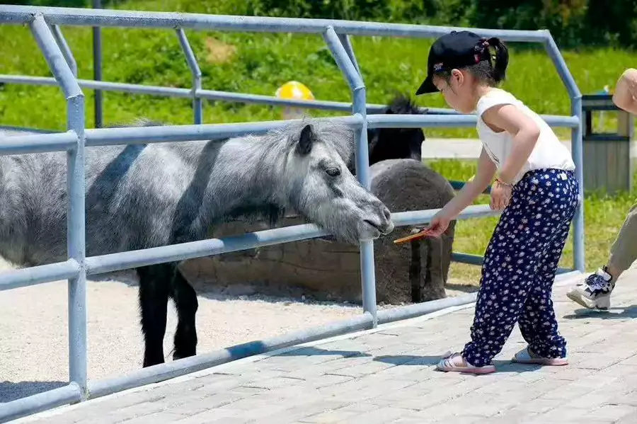 德保矮马 德保矮马