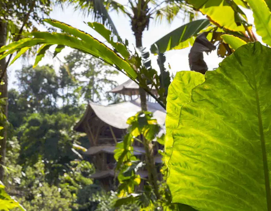 走进 “绿色村庄”,仿佛闯入现实版的森系科幻世界 走进 “绿色村庄”,仿佛闯入现实版的森系科幻世界