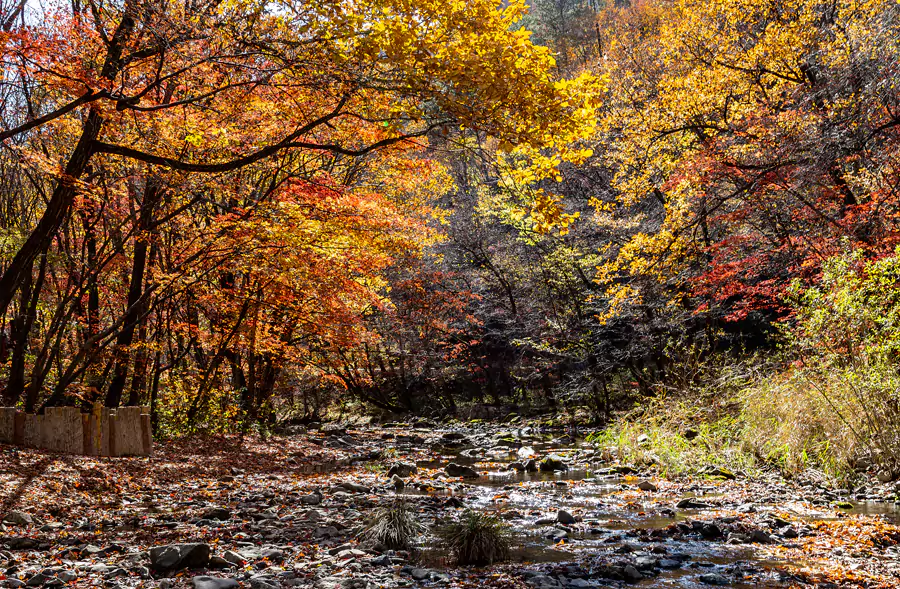 枫之海是园区内的核心打卡点 枫之海是园区内的核心打卡点