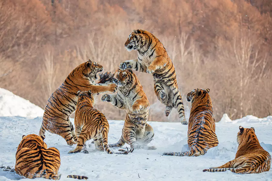 东北虎林园 东北虎林园