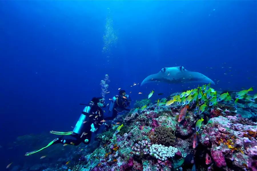 晴朗日子里跟着教练潜入水下，就能探索五彩斑斓的珊瑚礁世界