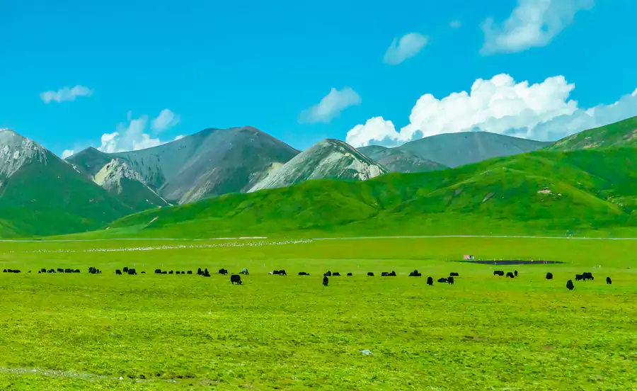 祁连山草原 祁连山草原