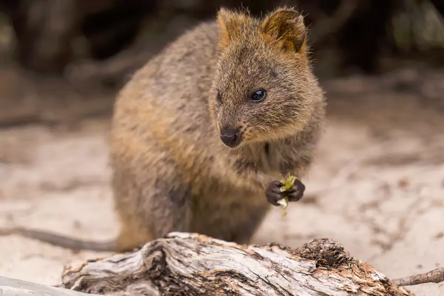 短尾矮袋鼠 短尾矮袋鼠