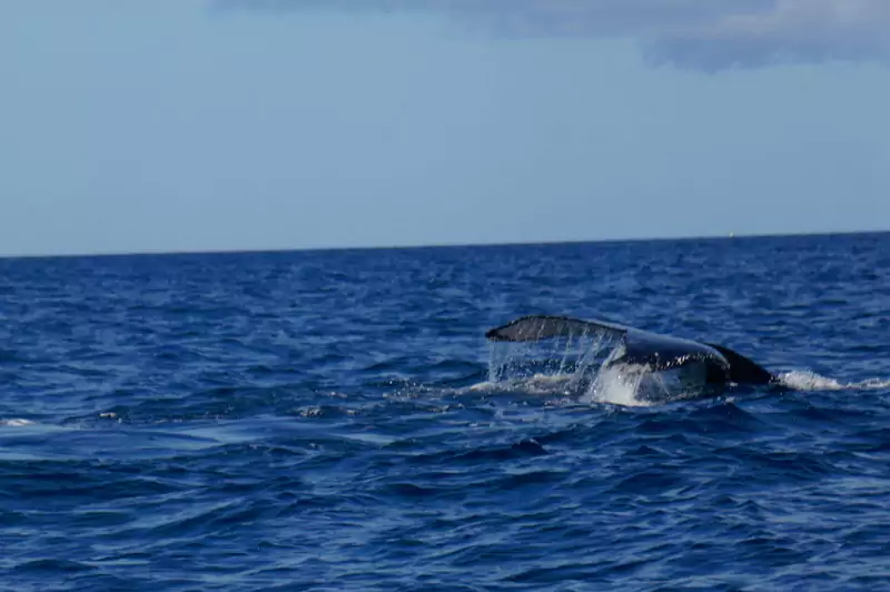 圣玛丽亚岛 圣玛丽亚岛
