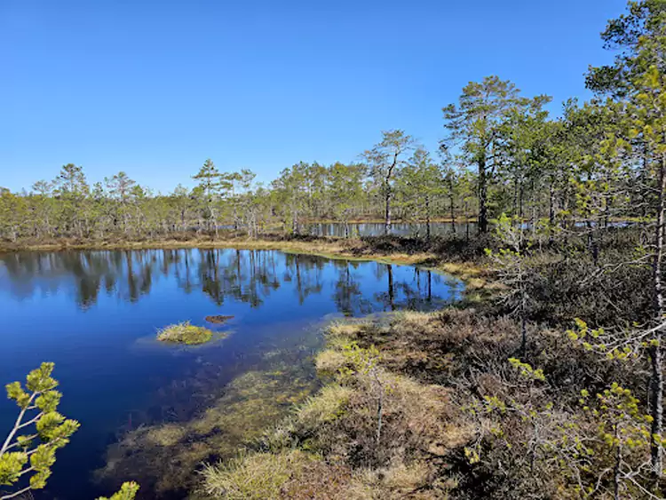Viru Raba 沼泽地 Viru Raba 沼泽地