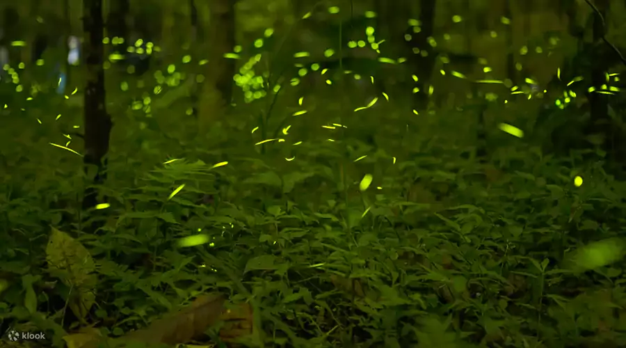 天黑后开启萤火虫之旅 天黑后开启萤火虫之旅
