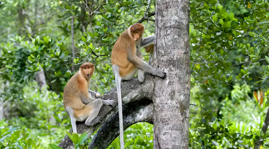威士顿红树林 威士顿红树林