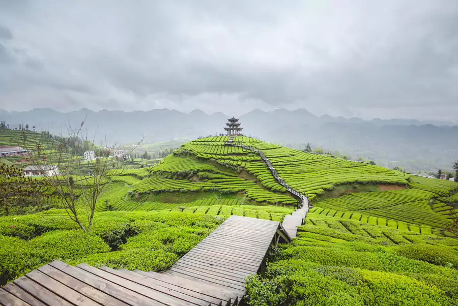 伍家台茶园 伍家台茶园