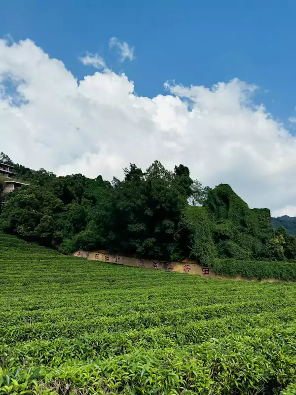 可以化身茶农，亲手采摘鲜嫩的茶青