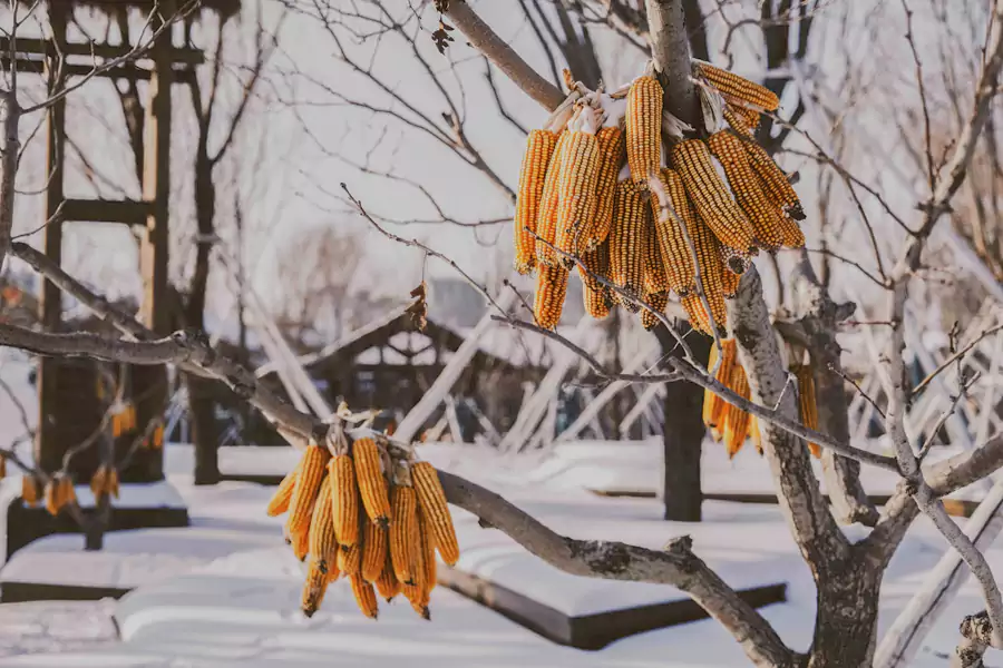 木栅栏上挂着冻红的海棠和金黄的玉米 木栅栏上挂着冻红的海棠和金黄的玉米