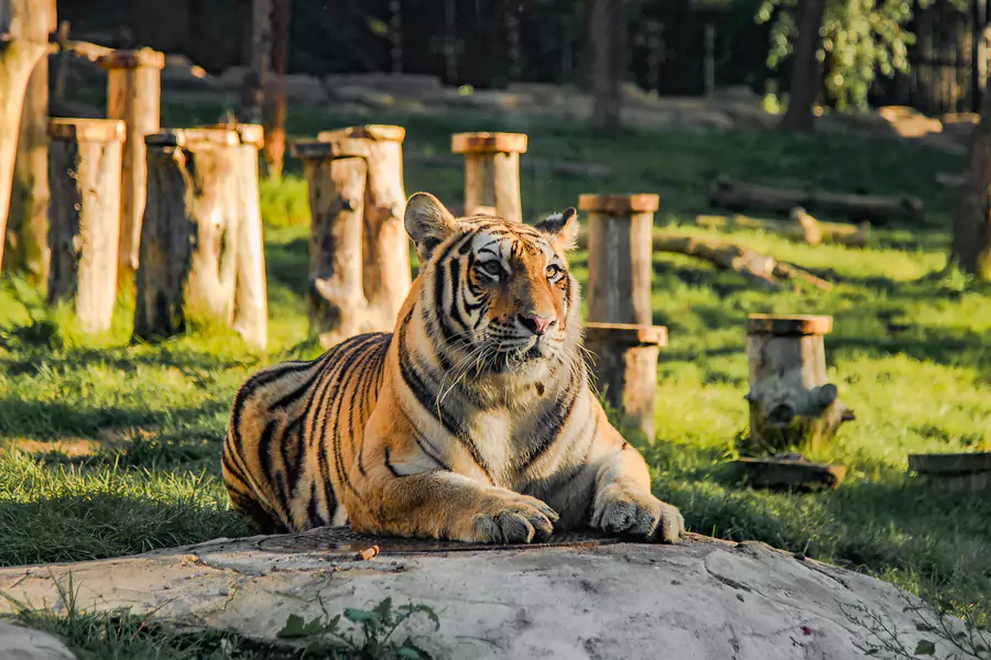 东北虎园 东北虎园