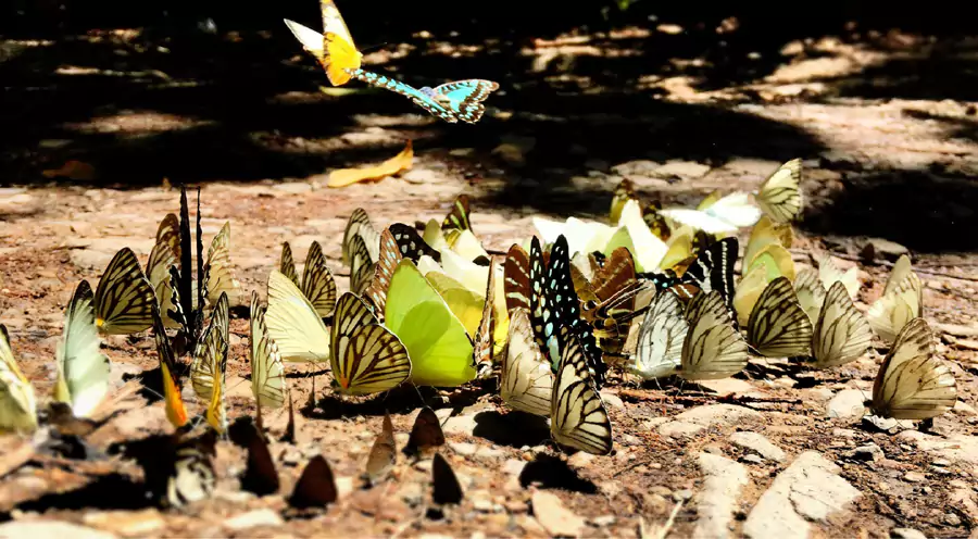 岗卡章国家公园