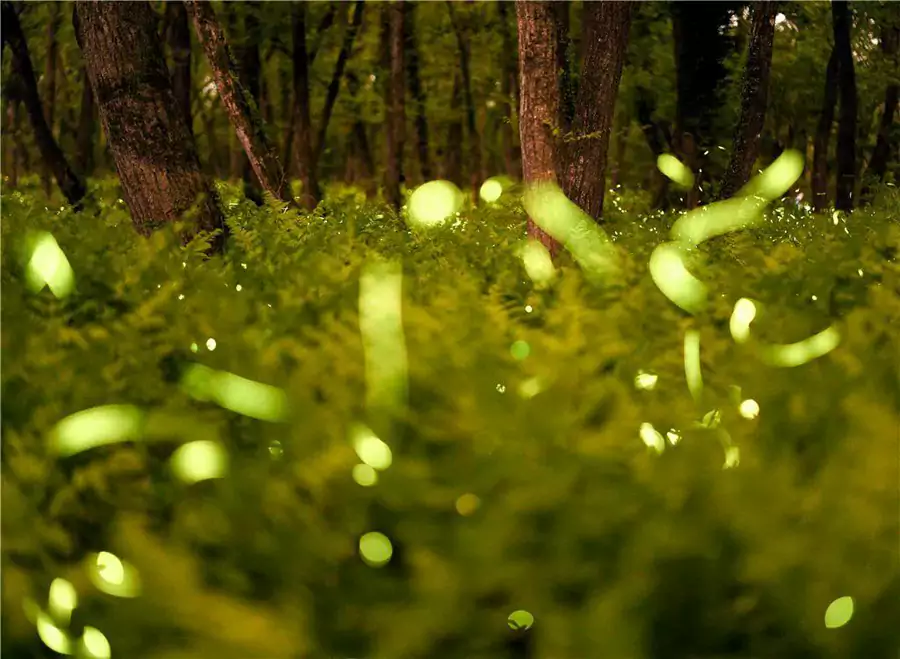 九龙国家湿地公园