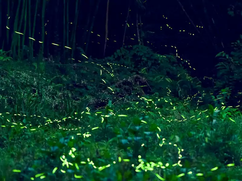 夏日夜间游览还有萤火虫出没其中 夏日夜间游览还有萤火虫出没其中
