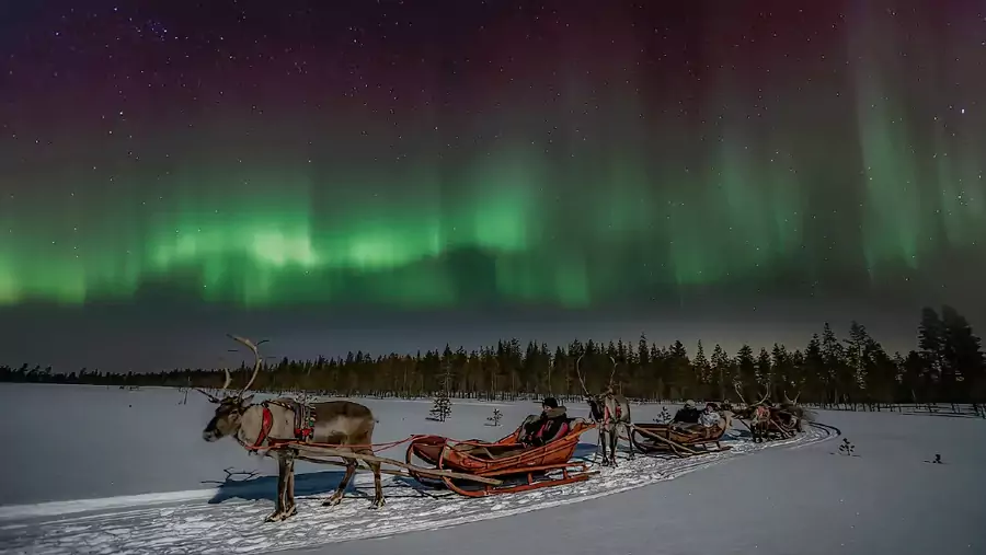 驯鹿雪橇 驯鹿雪橇
