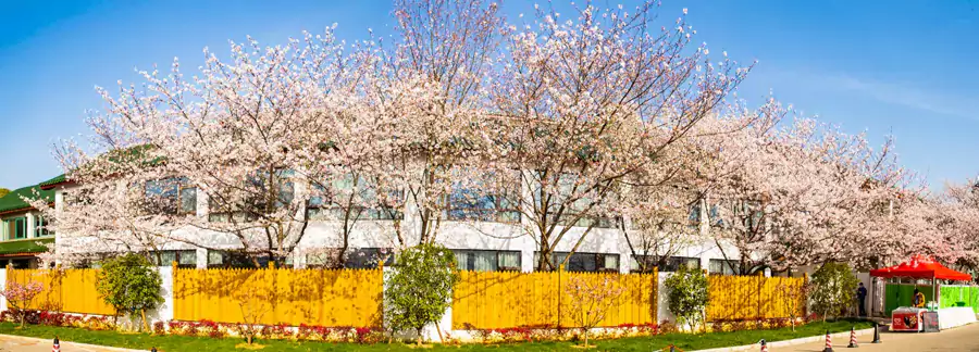  “樱吹雪” 的浪漫景致