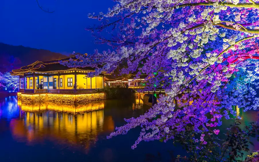 看夜樱在灯光下泛着朦胧光晕